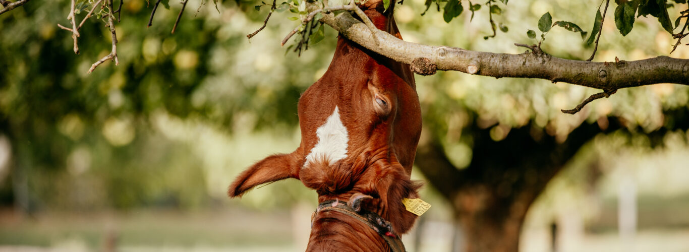 Kalb frisst Apfel